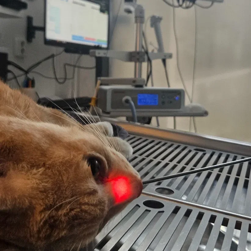 Rhinoscopy