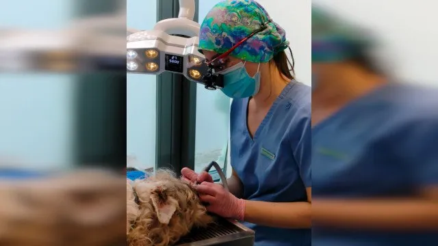 Pet dental care