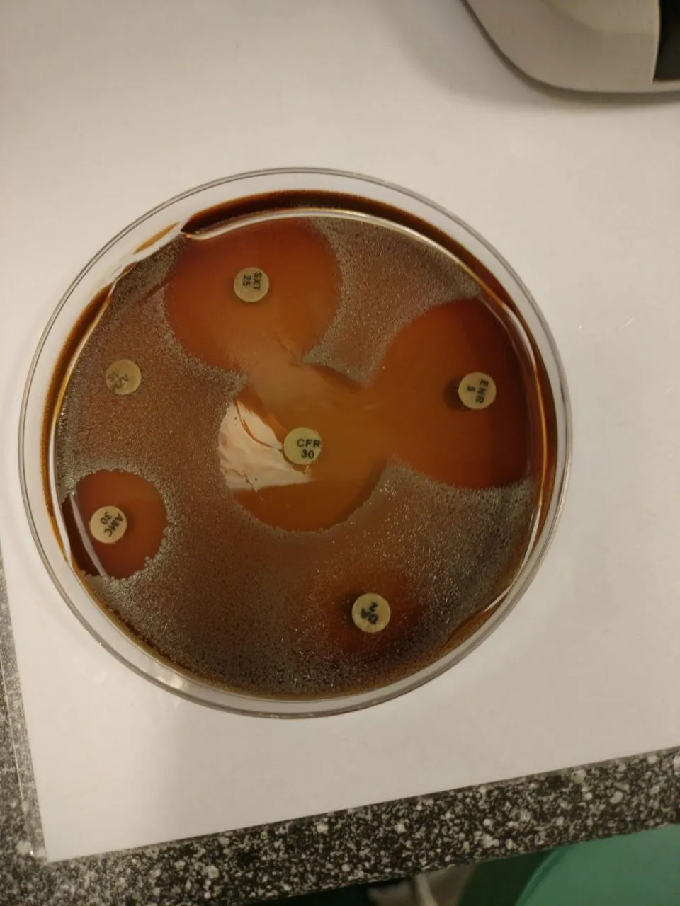 Rapid and accurate treatment of bacterial infections for your pet
