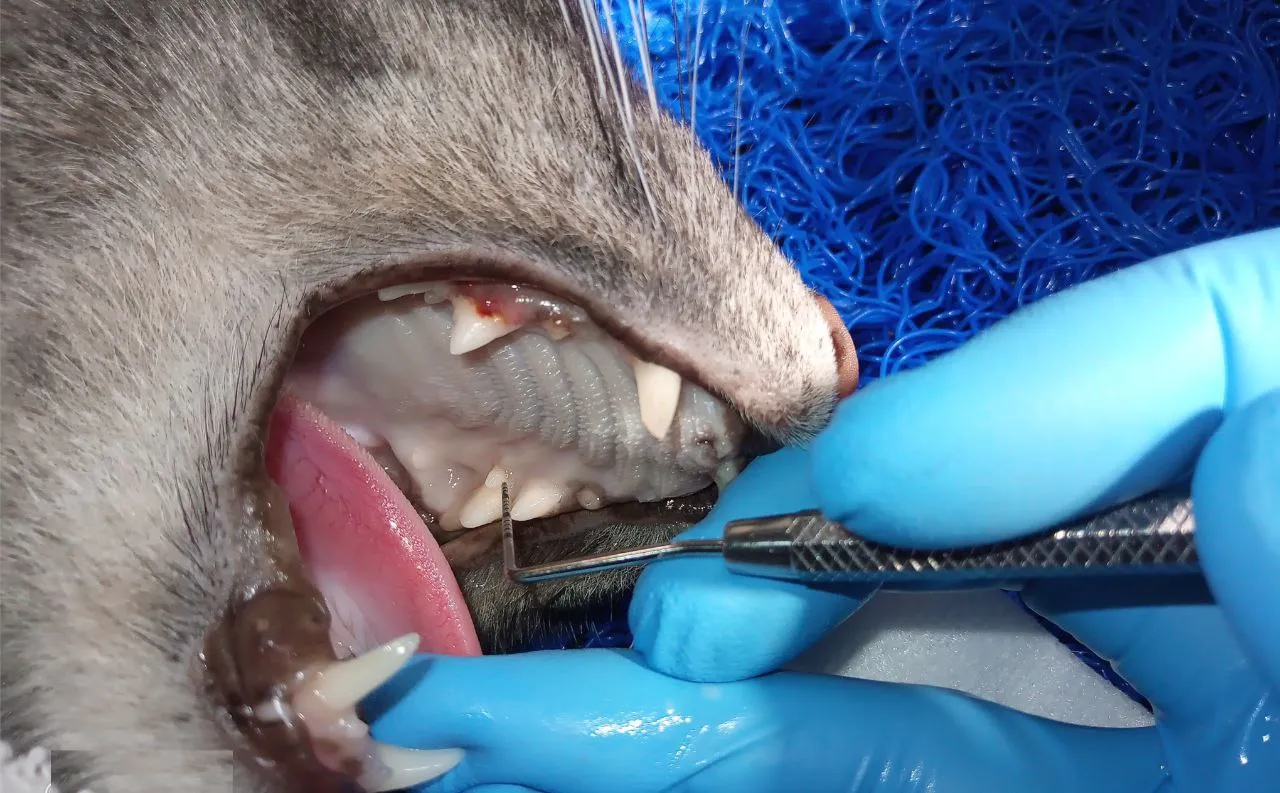Pet dental care