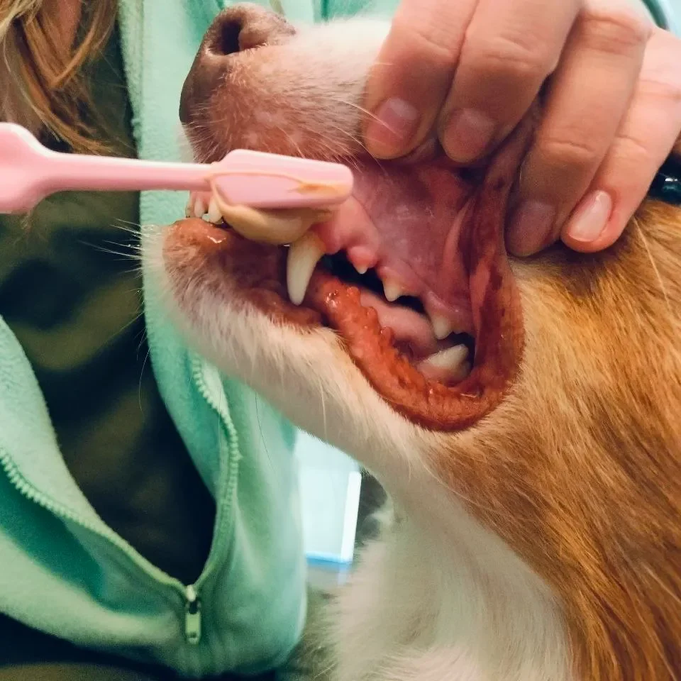Pet dental care