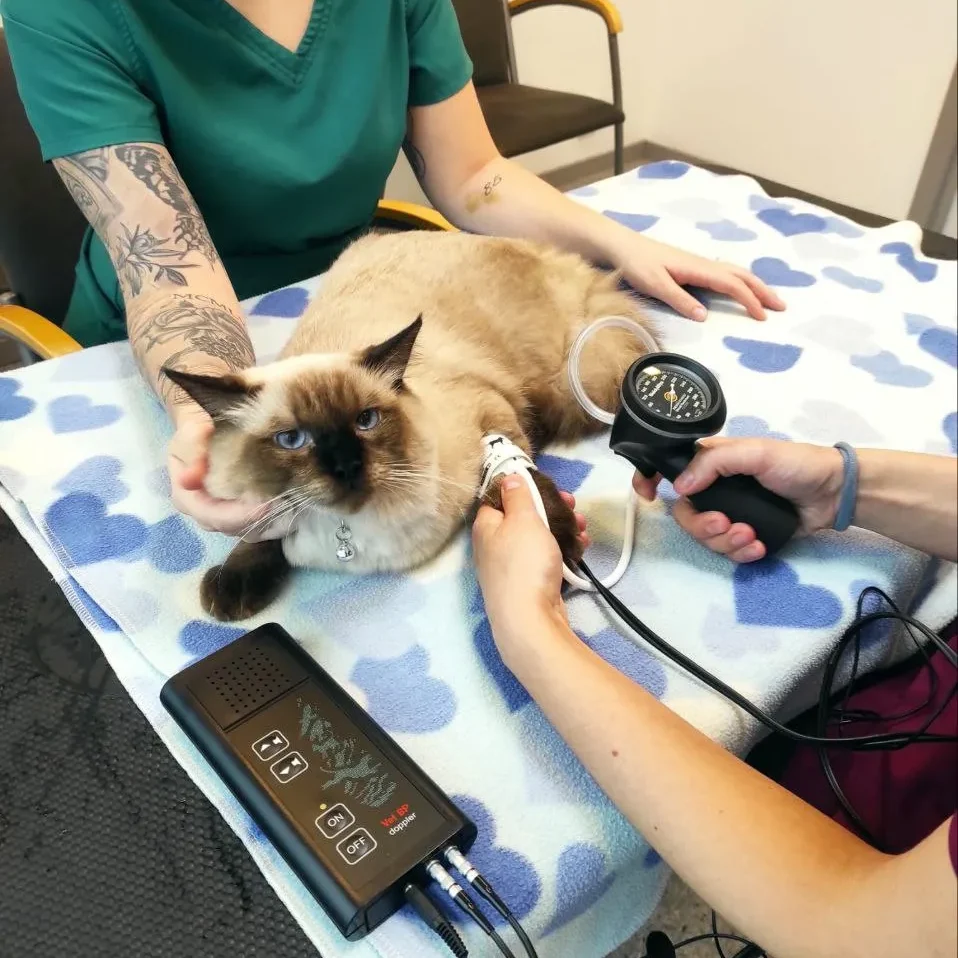 preventive health measures for pets
