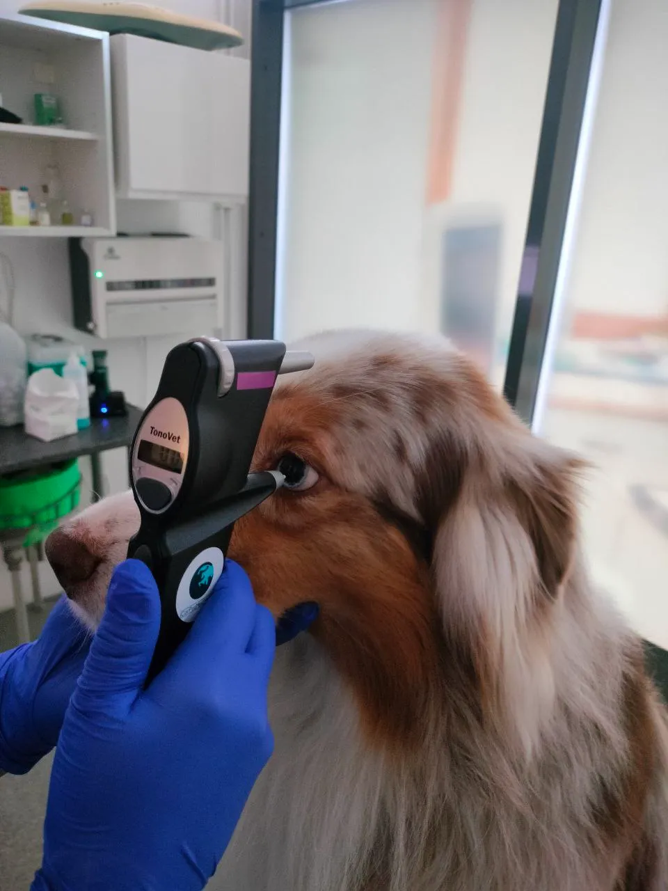 Animal care in Malmö