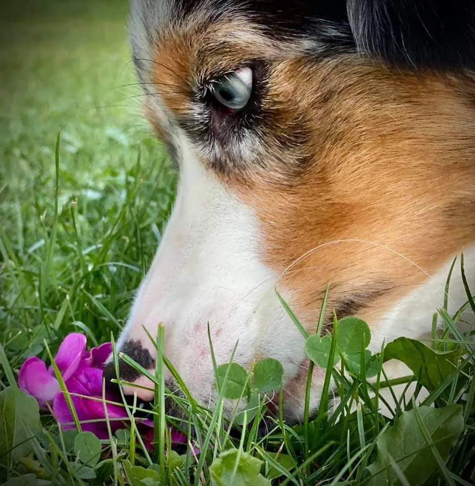 proper hygiene for animals
