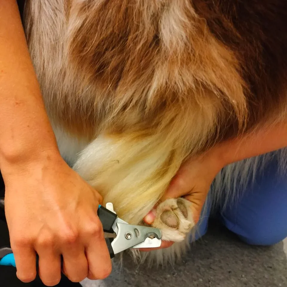 Animal healthcare in malmö
