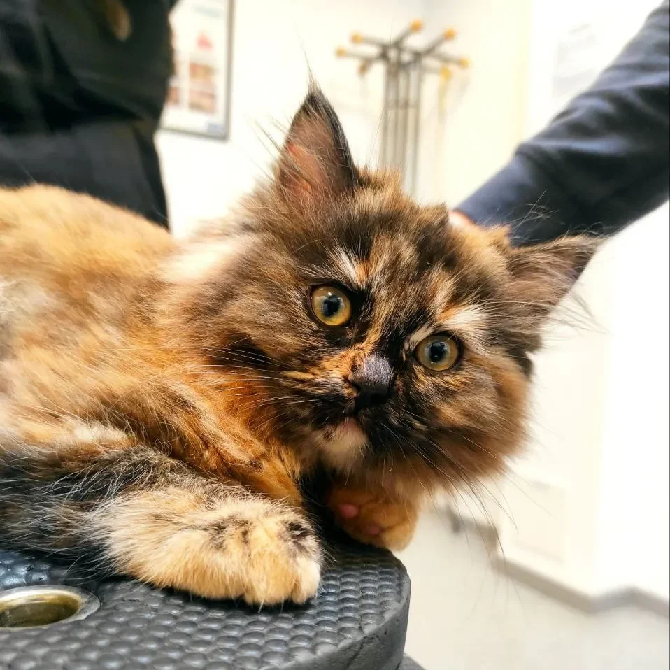Animal healthcare in malmö